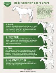 Equine Weight Equine Health Horses Health Tips Health