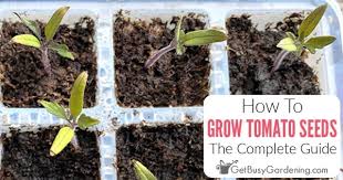 growing tomatoes from seed the