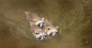 Image result for raccoon swimming