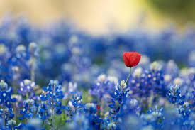 With over 1 million happy flower customers we deliver flowers, same day across the us. Red Poppy Flower And Blue Sage Flowers Blue Red Flowers Blue Flowers Flowers Hd Wallpaper Wallpaper Flare