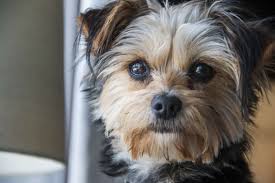 yorkies pros and cons obark