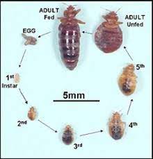 can carpet cleaning kill bed bugs aa