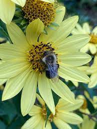how to attract erflies bees and