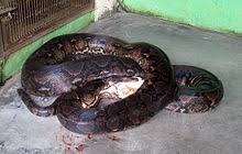 The worlds longest snake is python. Reticulated Python Wikipedia