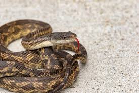 snakes in texas 9 diffe types of