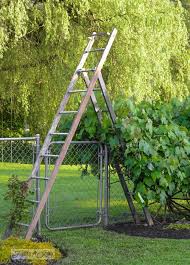 Make A Painters Ladder Garden Arbour