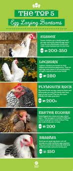 Tips for raising chickens, building chicken coops & choosing breeds. Top 5 Best Bantam Chickens For Egg Laying Best Egg Laying Chickens Bantam Chickens Chickens