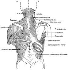 The human thorax includes the thoracic cavity and the thoracic wall. Pertinent Surgical Anatomy Of The Thorax And Mediastinum Clinical Gate