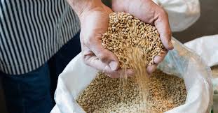 9 impressive health benefits of barley