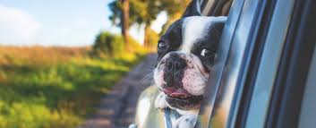 Although aspca's premiums are in line with many other providers, its optional wellness coverage is more affordable than most. 8 Best Pet Insurance Companies For March 2021 Lendedu