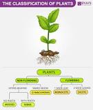 Image result for Diversity & Classification of Plants