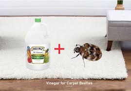 carpet beetle infestations