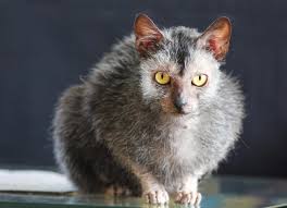Lykoi Wolf Cat Cat Breed Health And