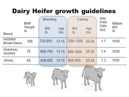 Heifer Raising The Bullvine The Dairy Information You