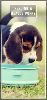 Feeding A Beagle Puppy Whats Best For Your New Best Friend
