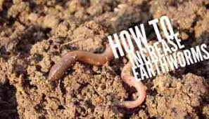 Worm orders placed on saturday and sunday will be pushed out to the following monday. Where To Find Composting Worms Gardening Channel
