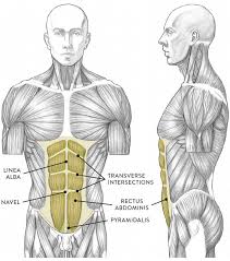 Rollover image shows the location of the major muscles of the chest, such as the pectoralis major, rectus abdominis, and external oblique. Muscles Of The Neck And Torso Classic Human Anatomy In Motion The Artist S Guide To The Dynamics Of Figure Drawing