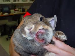 dental disease in rabbits chicago