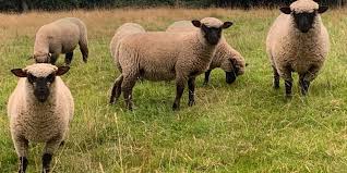 Reared Lamb Shropshire Sheep