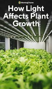 how light affects plant growth