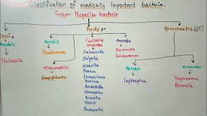 Classification Of Medically Important Bacteria Based On Gram Stain