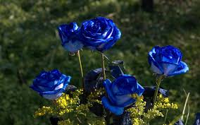 Resultado de imagen de rosas azules