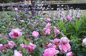 Growing Roses Sustainably A Rosarian