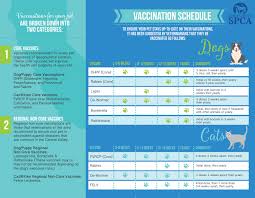 Super Low Cost Vaccination Clinic Central California Spca