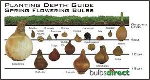 Flower bulbs come in many different shapes and sizes. Bulb Growing Index Planting Bulbs Bulb Flowers Garden Bulbs