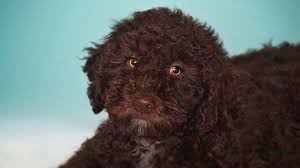 You can sort these spanish names by gender and you can view their full meanings by clicking on the name. Spanish Water Dog Price Temperament Life Span