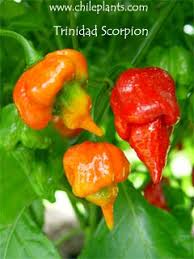 trinidad scorpion live chile pepper plant