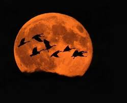 Image result for small drawing of geese and full moon