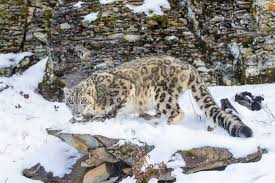 snow leopard species facts
