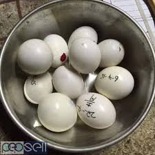fresh candle tested fertile parrot eggs