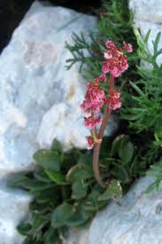 Rumex nivalis - Wikipedia