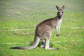 Welcome to kangaroos and stay up to date with news, events, campaigns and lots more! Please Stop Feeding The Kangaroos Or Risk Getting Mauled Australian Officials Warn Tourists Chicago Tribune
