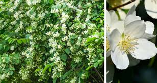 Honeysuckle vines flower abundantly during the transition from spring to summer with many offering an intoxicating scent. 10 Shrubs That Smell As Good As They Look My Garden Life