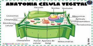 cÉlula vegetal anatomÍa imagenes