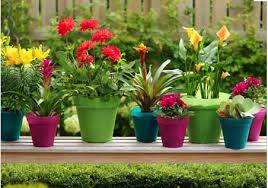 colour schemes for garden pots and planters