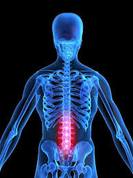 Located between each of the vertebra in the spinal column, discs act as shock absorbers for the spinal bones. L1 Vertebra