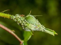 aphids naturally