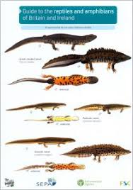 The Nhbs Guide To Uk Amphibian Identification Hoopoe A
