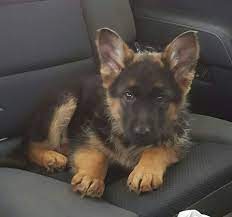 All our puppies come from audited show breeders. German Shepherd Puppies For Sale Taylorsville Ky 179456