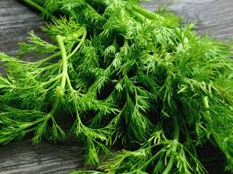 11 health benefits of dill organic facts
