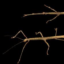 stick insects national geographic
