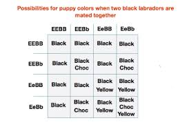 Genetics Of Labrador Coat Color Maple Leaf Vet Care Center