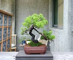 small bonsai taiwan true cypress bonsai