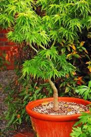 How To Keep Japanese Maple Trees Small