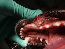 treat cysts in dogs cats