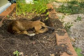 why do dogs dig holes
